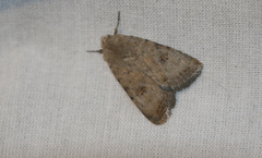 Caradrina