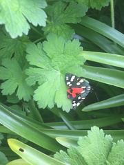 Callimorpha dominula