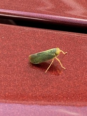 Cicadella viridis