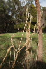 Austrostipa stuposa