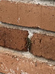 Schistocerca albolineata