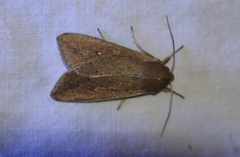 Mythimna unipuncta