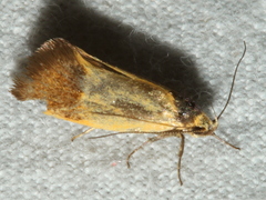 Merocroca automima