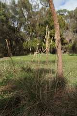 Austrostipa stuposa