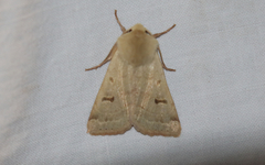 Dichagyris variabilis