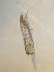 Euchromius