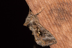 Autographa buraetica