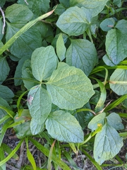 Valeriana sitchensis