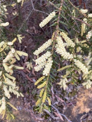 Acacia oxycedrus