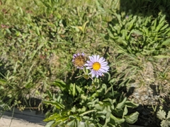 Erigeron glacialis