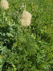 Pulsatilla occidentalis