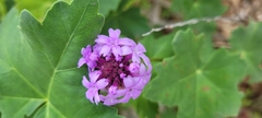 Glandularia lilacina