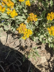 Solidago multiradiata