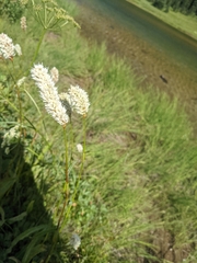 Bistorta bistortoides