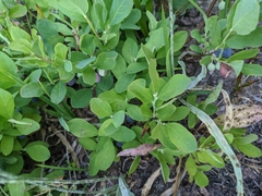 Vaccinium cespitosum