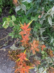 Castilleja miniata