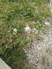 Bistorta bistortoides