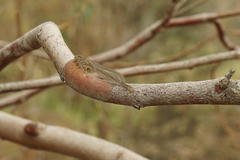 Xanthagrion erythroneurum