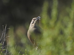 Toxostoma redivivum