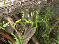 Stellaria longipes