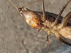 Neoconocephalus retusus