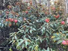 Chrysolepis chrysophylla