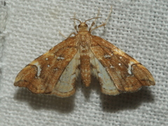 Musotima nitidalis