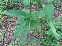 Verbena urticifolia
