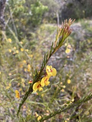 Dillwynia elegans