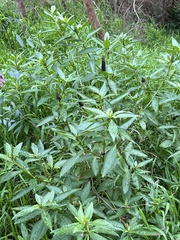 Phytolacca octandra