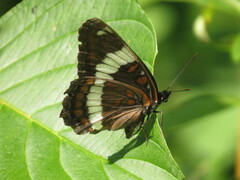 Limenitis arthemis arthemis