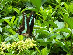 Graphium sarpedon nipponum