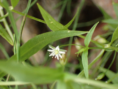 Stellaria longipes