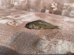 Gymnocephalus cernua