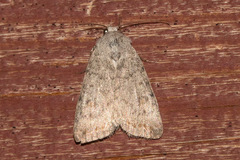 Caradrina montana