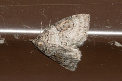 Plemyria georgii