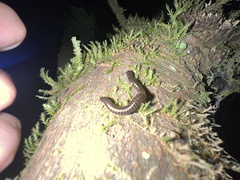 Parajulidae