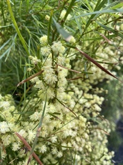 Acacia iteaphylla