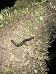 Parajulidae