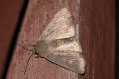 Noctuinae