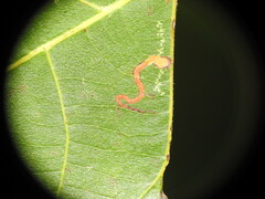 Stigmella betulicola