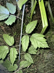 Rubus ursinus