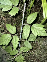 Rubus ursinus