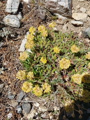 Eriogonum