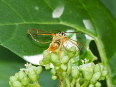 Synanthedon