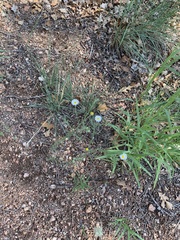 Erigeron flagellaris