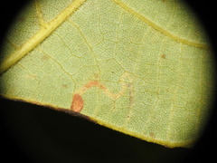 Stigmella betulicola