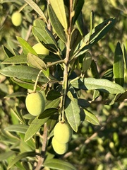 Olea europaea