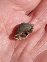 Neogastropoda