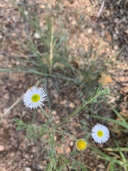 Erigeron flagellaris